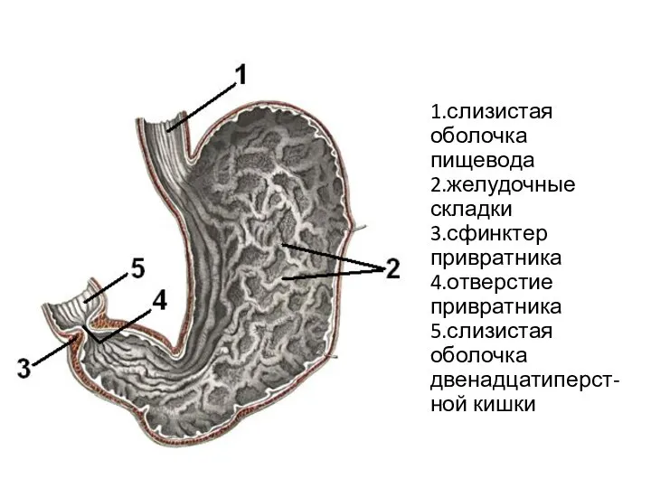 1.слизистая оболочка пищевода 2.желудочные складки 3.сфинктер привратника 4.отверстие привратника 5.слизистая оболочка двенадцатиперст- ной кишки