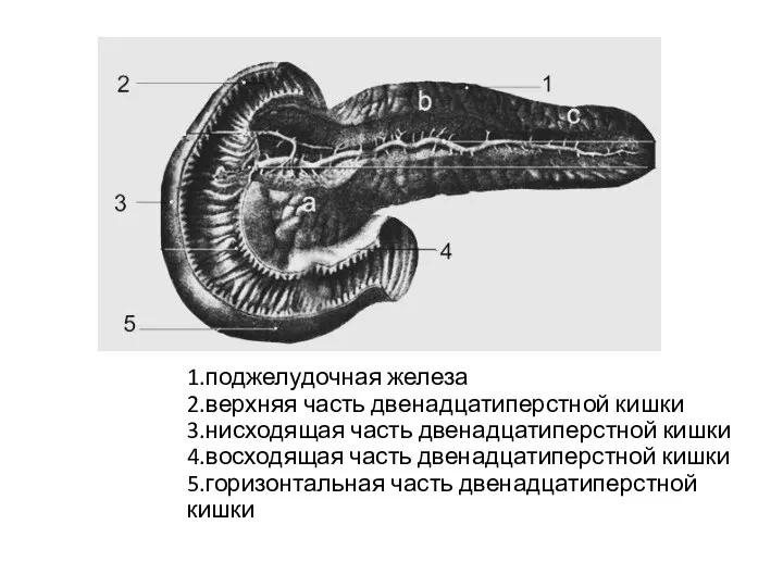 1.поджелудочная железа 2.верхняя часть двенадцатиперстной кишки 3.нисходящая часть двенадцатиперстной кишки 4.восходящая часть