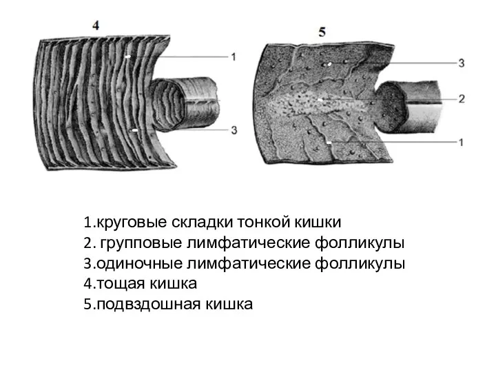 1.круговые складки тонкой кишки 2. групповые лимфатические фолликулы 3.одиночные лимфатические фолликулы 4.тощая кишка 5.подвздошная кишка