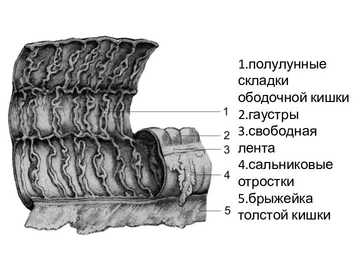 1.полулунные складки ободочной кишки 2.гаустры 3.свободная лента 4.сальниковые отростки 5.брыжейка толстой кишки