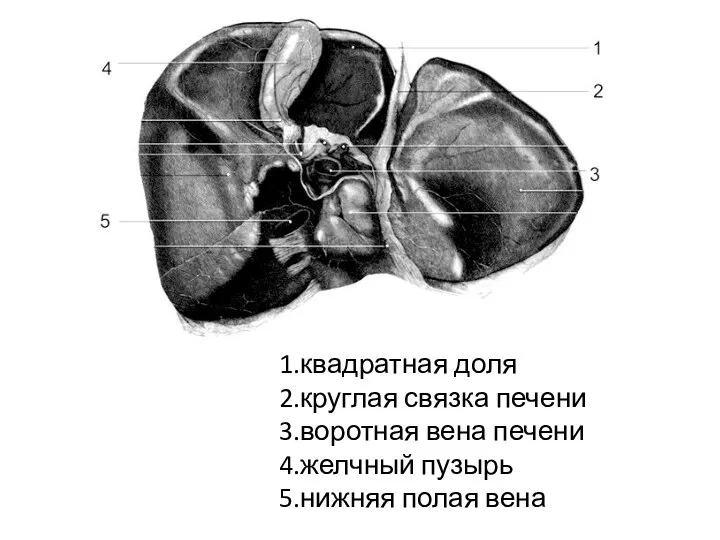 1.квадратная доля 2.круглая связка печени 3.воротная вена печени 4.желчный пузырь 5.нижняя полая вена