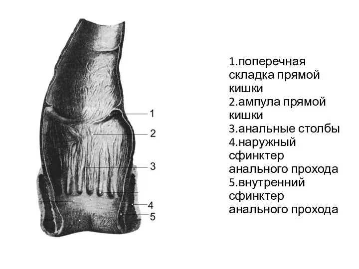 1.поперечная складка прямой кишки 2.ампула прямой кишки 3.анальные столбы 4.наружный сфинктер анального