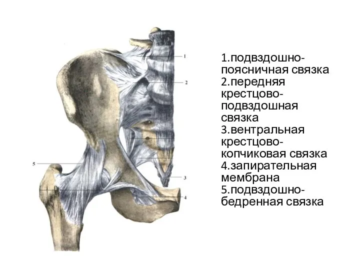 1.подвздошно-поясничная связка 2.передняя крестцово-подвздошная связка 3.вентральная крестцово-копчиковая связка 4.запирательная мембрана 5.подвздошно-бедренная связка