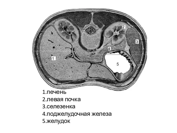 1.печень 2.левая почка 3.селезенка 4.поджелудочная железа 5.желудок