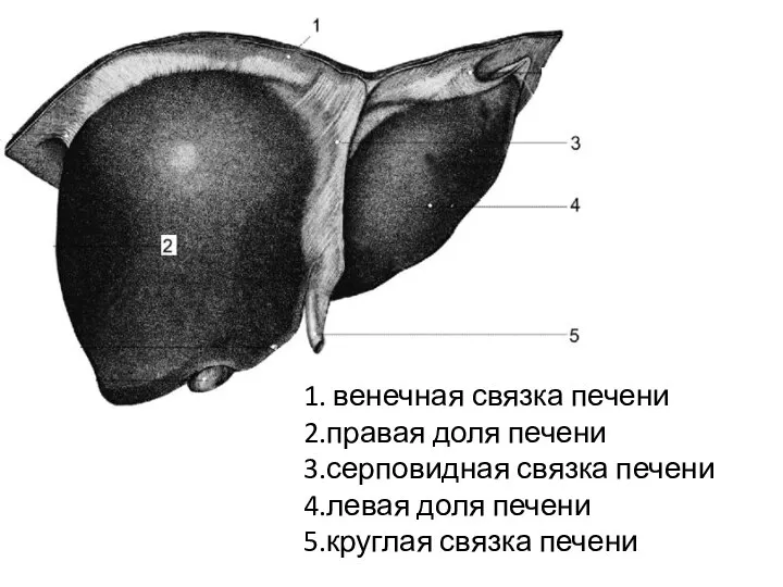 1. венечная связка печени 2.правая доля печени 3.серповидная связка печени 4.левая доля печени 5.круглая связка печени