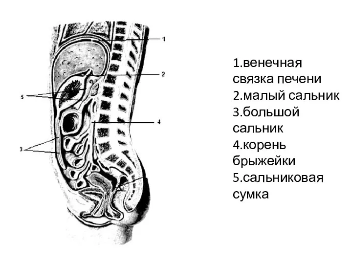 1.венечная связка печени 2.малый сальник 3.большой сальник 4.корень брыжейки 5.сальниковая сумка