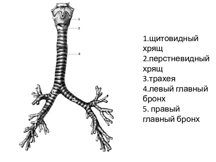 1.щитовидный хрящ 2.перстневидный хрящ 3.трахея 4.левый главный бронх 5. правый главный бронх