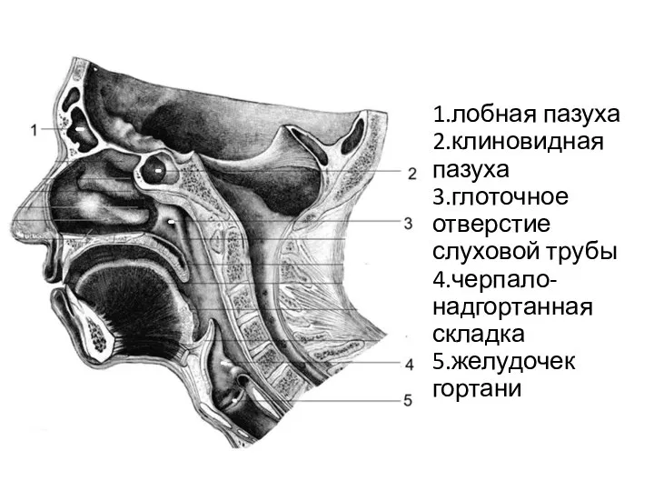 1.лобная пазуха 2.клиновидная пазуха 3.глоточное отверстие слуховой трубы 4.черпало-надгортанная складка 5.желудочек гортани