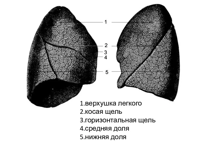 1.верхушка легкого 2.косая щель 3.горизонтальная щель 4.средняя доля 5.нижняя доля