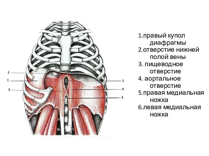 1.правый купол диафрагмы 2.отверстие нижней полой вены 3. пищеводное отверстие 4. аортальное