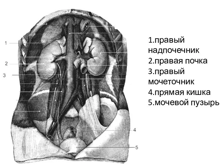 1.правый надпочечник 2.правая почка 3.правый мочеточник 4.прямая кишка 5.мочевой пузырь