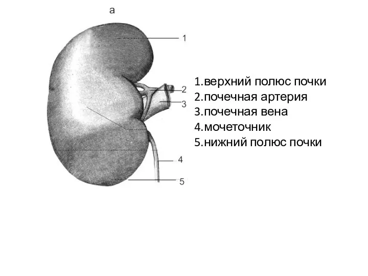 1.верхний полюс почки 2.почечная артерия 3.почечная вена 4.мочеточник 5.нижний полюс почки