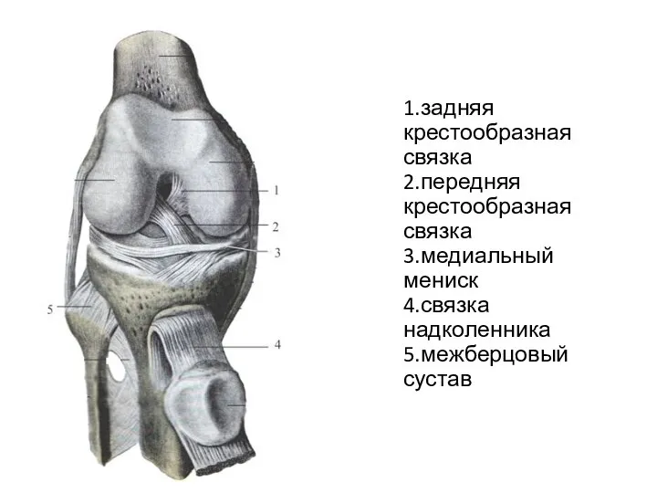 1.задняя крестообразная связка 2.передняя крестообразная связка 3.медиальный мениск 4.связка надколенника 5.межберцовый сустав