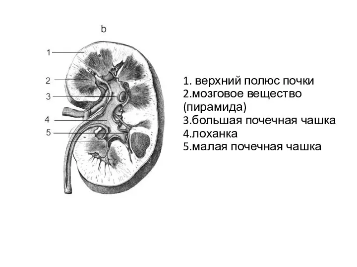 1. верхний полюс почки 2.мозговое вещество (пирамида) 3.большая почечная чашка 4.лоханка 5.малая почечная чашка