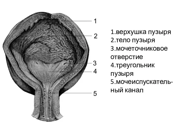 1.верхушка пузыря 2.тело пузыря 3.мочеточниковое отверстие 4.треугольник пузыря 5.мочеиспускатель-ный канал