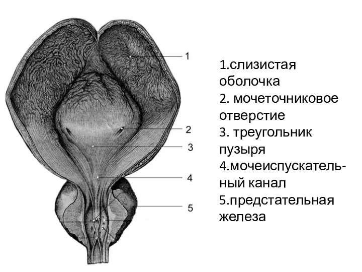 1.слизистая оболочка 2. мочеточниковое отверстие 3. треугольник пузыря 4.мочеиспускатель-ный канал 5.предстательная железа