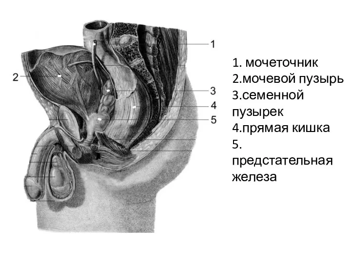 1. мочеточник 2.мочевой пузырь 3.семенной пузырек 4.прямая кишка 5.предстательная железа