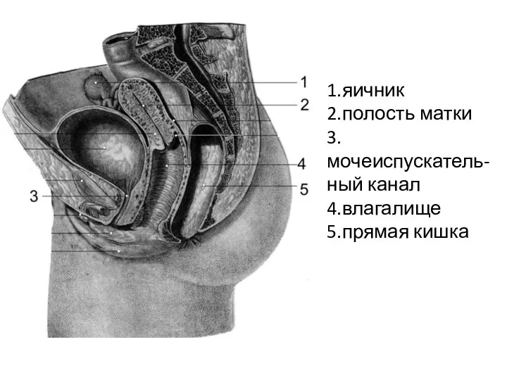 1.яичник 2.полость матки 3.мочеиспускатель-ный канал 4.влагалище 5.прямая кишка