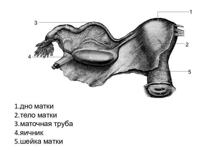 1.дно матки 2.тело матки 3.маточная труба 4.яичник 5.шейка матки