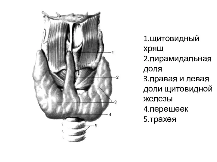 1.щитовидный хрящ 2.пирамидальная доля 3.правая и левая доли щитовидной железы 4.перешеек 5.трахея