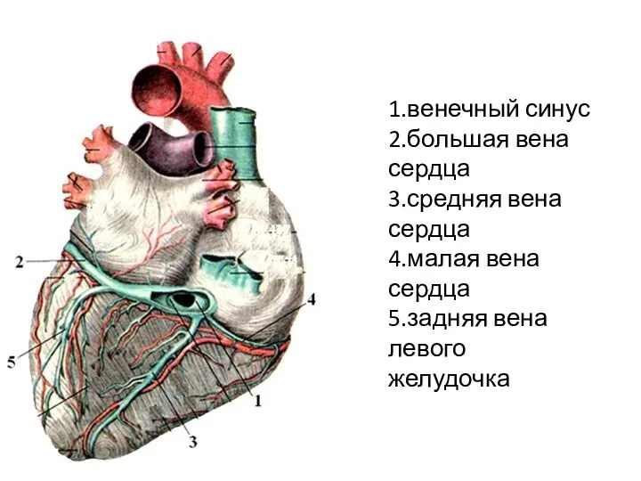 1.венечный синус 2.большая вена сердца 3.средняя вена сердца 4.малая вена сердца 5.задняя вена левого желудочка