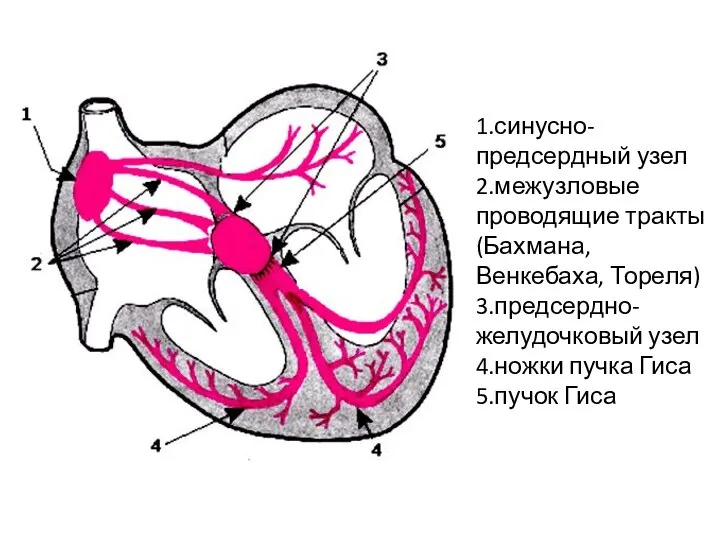 1.синусно-предсердный узел 2.межузловые проводящие тракты (Бахмана, Венкебаха, Тореля) 3.предсердно-желудочковый узел 4.ножки пучка Гиса 5.пучок Гиса