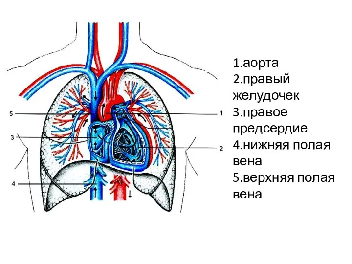 1.аорта 2.правый желудочек 3.правое предсердие 4.нижняя полая вена 5.верхняя полая вена