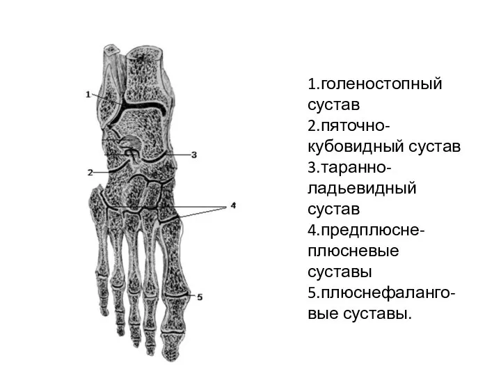 1.голеностопный сустав 2.пяточно-кубовидный сустав 3.таранно-ладьевидный сустав 4.предплюсне-плюсневые суставы 5.плюснефаланго- вые суставы.
