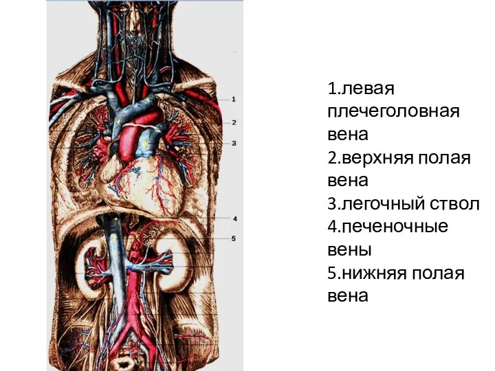 1.левая плечеголовная вена 2.верхняя полая вена 3.легочный ствол 4.печеночные вены 5.нижняя полая вена