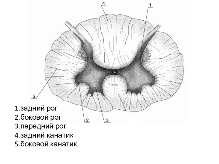 1.задний рог 2.боковой рог 3.передний рог 4.задний канатик 5.боковой канатик