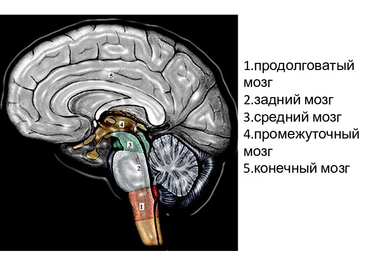 1.продолговатый мозг 2.задний мозг 3.средний мозг 4.промежуточный мозг 5.конечный мозг