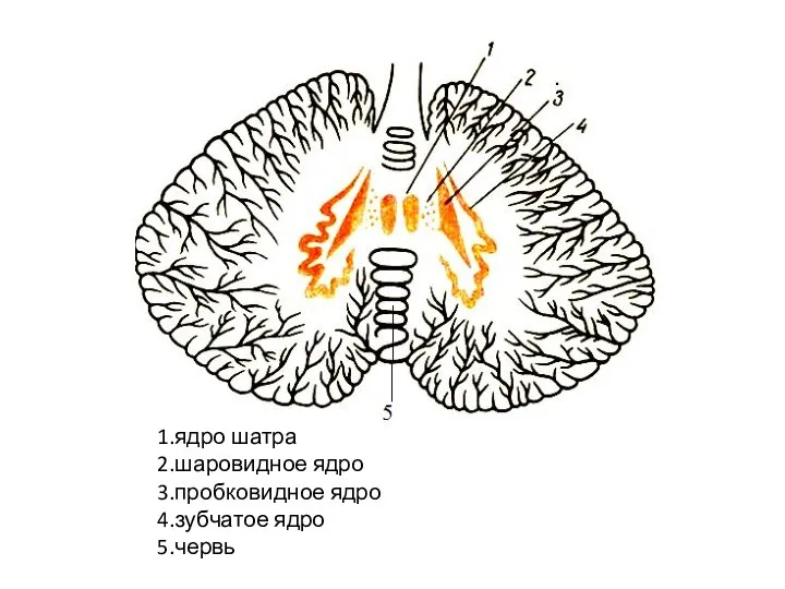 1.ядро шатра 2.шаровидное ядро 3.пробковидное ядро 4.зубчатое ядро 5.червь