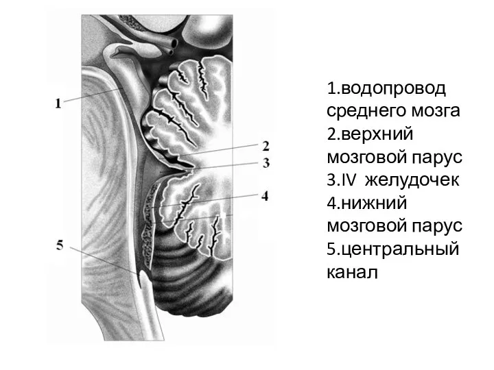 1.водопровод среднего мозга 2.верхний мозговой парус 3.IV желудочек 4.нижний мозговой парус 5.центральный канал