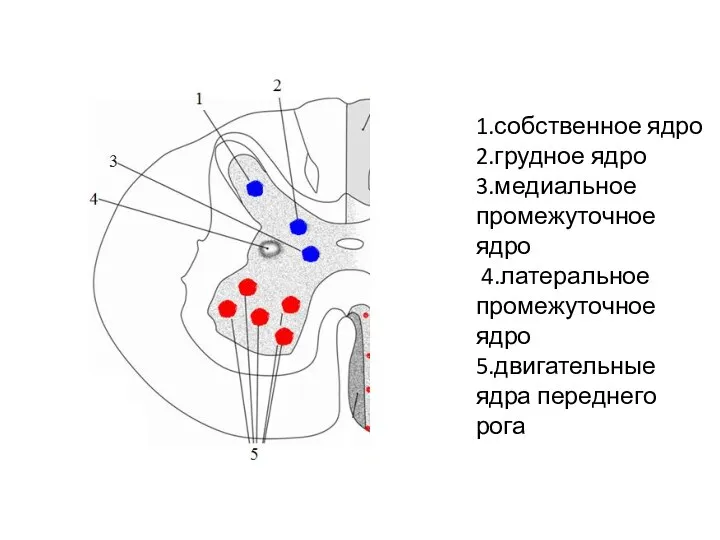 1.собственное ядро 2.грудное ядро 3.медиальное промежуточное ядро 4.латеральное промежуточное ядро 5.двигательные ядра переднего рога