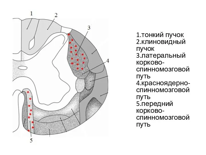 1.тонкий пучок 2.клиновидный пучок 3.латеральный корково-спинномозговой путь 4.красноядерно-спинномозговой путь 5.передний корково-спинномозговой путь