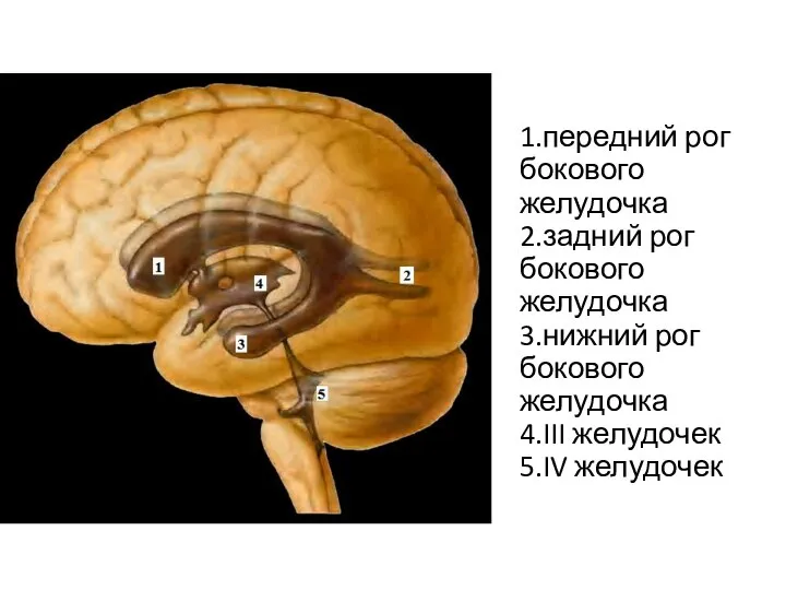 1.передний рог бокового желудочка 2.задний рог бокового желудочка 3.нижний рог бокового желудочка 4.III желудочек 5.IV желудочек