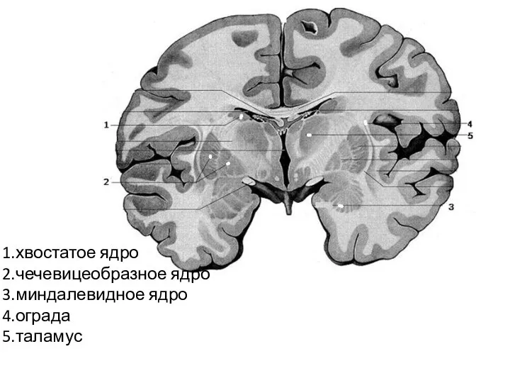 1.хвостатое ядро 2.чечевицеобразное ядро 3.миндалевидное ядро 4.ограда 5.таламус