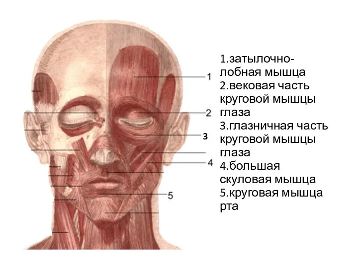 1.затылочно-лобная мышца 2.вековая часть круговой мышцы глаза 3.глазничная часть круговой мышцы глаза