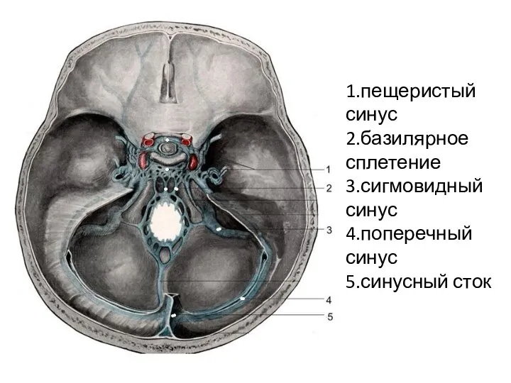 1.пещеристый синус 2.базилярное сплетение 3.сигмовидный синус 4.поперечный синус 5.синусный сток