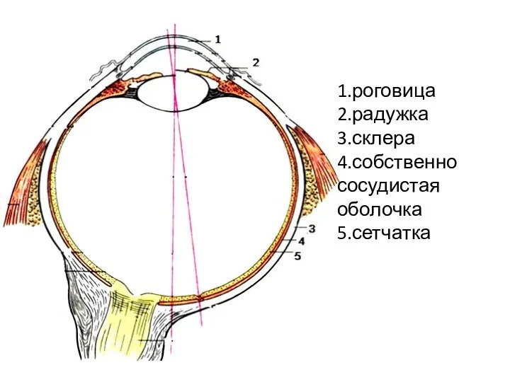 1.роговица 2.радужка 3.склера 4.собственно сосудистая оболочка 5.сетчатка