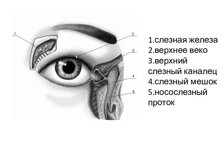 1.слезная железа 2.верхнее веко 3.верхний слезный каналец 4.слезный мешок 5.носослезный проток