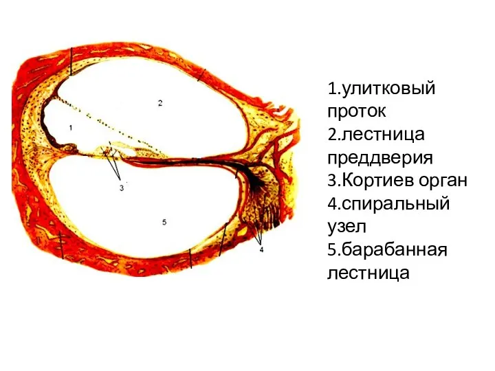 1.улитковый проток 2.лестница преддверия 3.Кортиев орган 4.спиральный узел 5.барабанная лестница