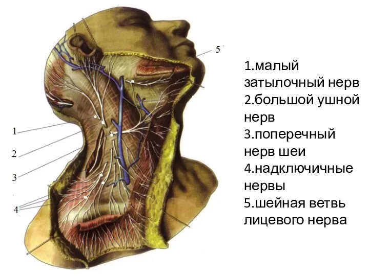 1.малый затылочный нерв 2.большой ушной нерв 3.поперечный нерв шеи 4.надключичные нервы 5.шейная ветвь лицевого нерва