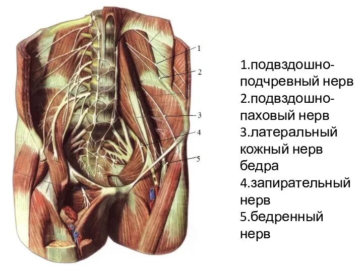 1.подвздошно-подчревный нерв 2.подвздошно-паховый нерв 3.латеральный кожный нерв бедра 4.запирательный нерв 5.бедренный нерв