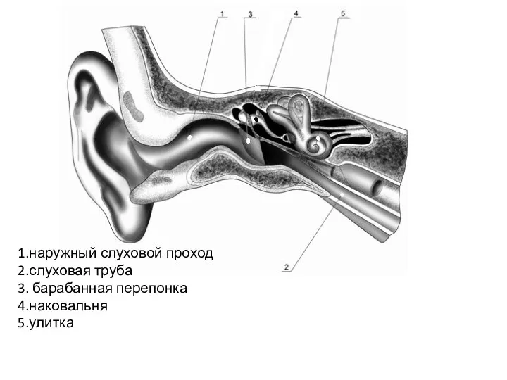 1.наружный слуховой проход 2.слуховая труба 3. барабанная перепонка 4.наковальня 5.улитка