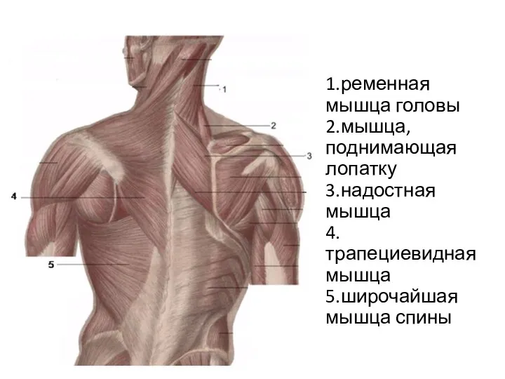 1.ременная мышца головы 2.мышца, поднимающая лопатку 3.надостная мышца 4.трапециевидная мышца 5.широчайшая мышца спины