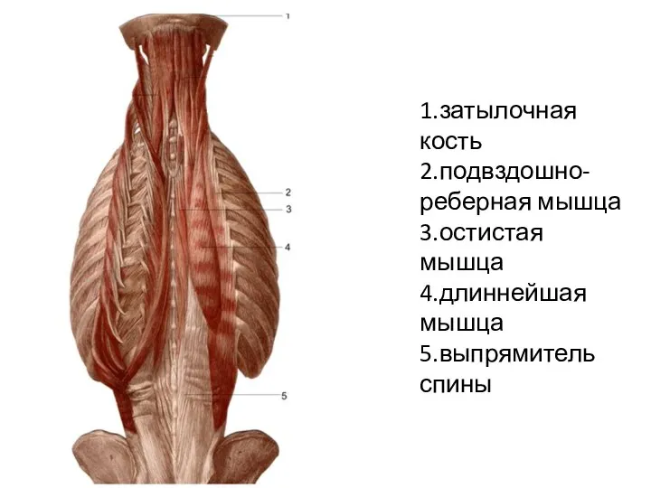 1.затылочная кость 2.подвздошно-реберная мышца 3.остистая мышца 4.длиннейшая мышца 5.выпрямитель спины