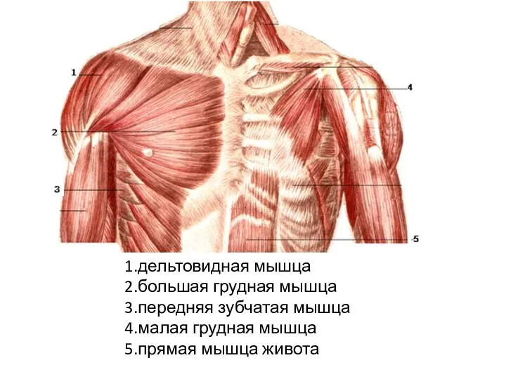 1.дельтовидная мышца 2.большая грудная мышца 3.передняя зубчатая мышца 4.малая грудная мышца 5.прямая мышца живота