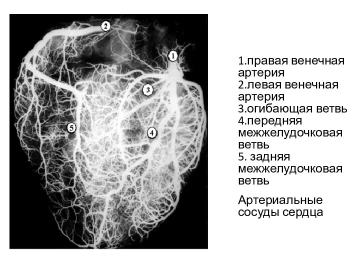 1.правая венечная артерия 2.левая венечная артерия 3.огибающая ветвь 4.передняя межжелудочковая ветвь 5.