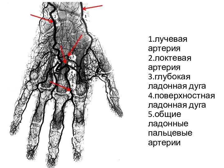 1.лучевая артерия 2.локтевая артерия 3.глубокая ладонная дуга 4.поверхностная ладонная дуга 5.общие ладонные пальцевые артерии